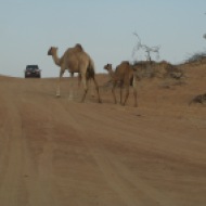 Desert Trip 2